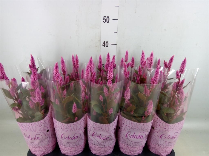<h4>Celosia spic. 'Merida Pink'</h4>