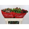 Hypericum Rainbow Romance Spray