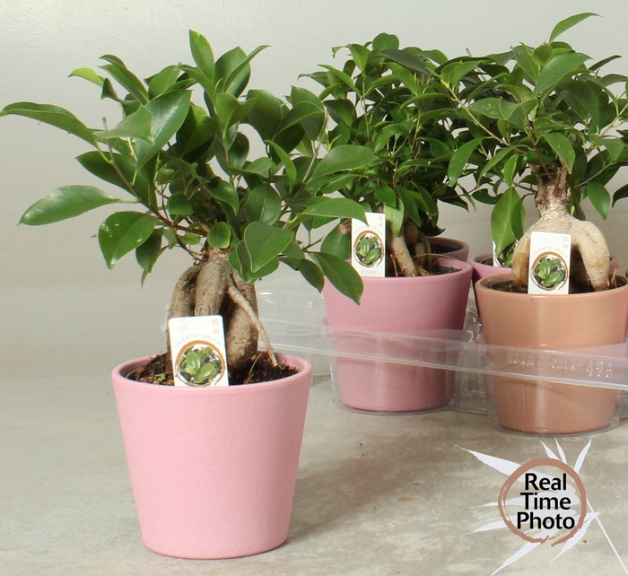 <h4>FIC MI GINSENG</h4>