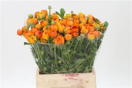 <h4>Ran El Orange</h4>