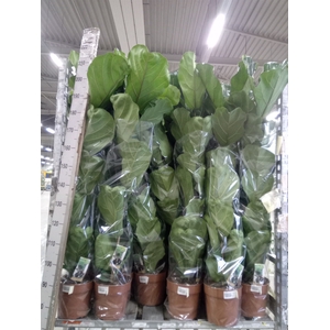 Ficus lyrata
