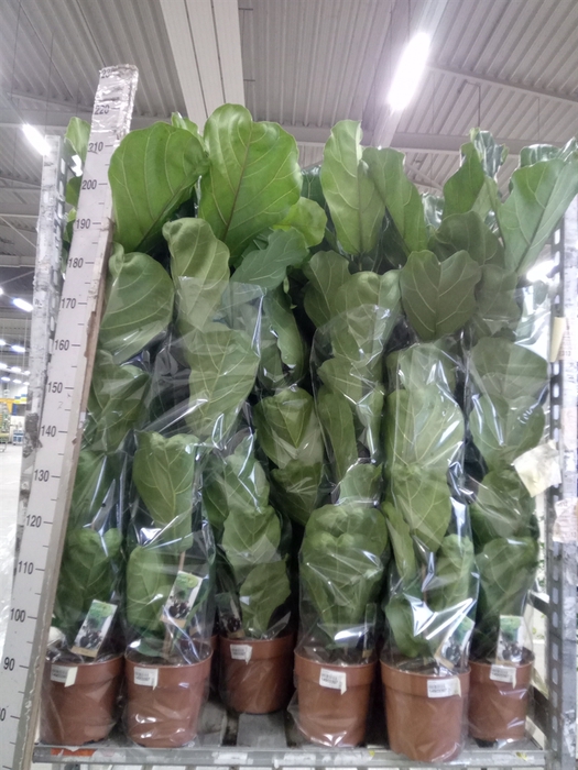 <h4>Ficus lyrata</h4>