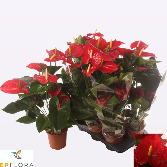 <h4>ANTHU AN FAMOUS RED</h4>