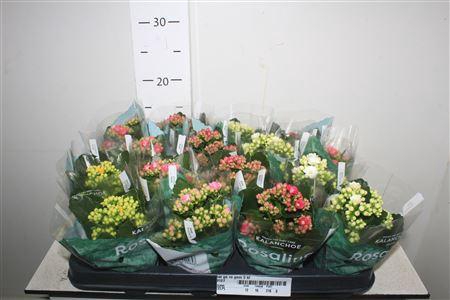 <h4>Kal Ge Ro Gem 5 Kl</h4>