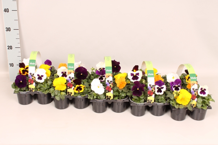 Viola wittrockiana sixpack F1 Gemengd in sixpack