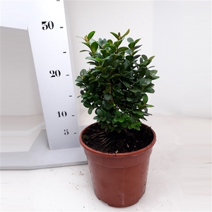 Buxus sempervirens 'Blauer Heinz' 15-20cm struik