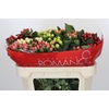 Hypericum Rainbow Romance Spray
