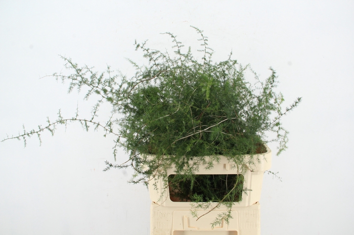 <h4>ASPARAGUS SELVATICO PER STEM</h4>