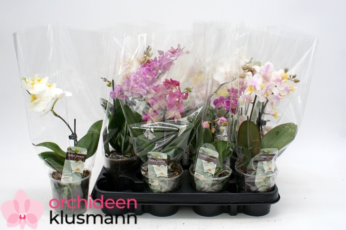 <h4>PHAL GEM</h4>