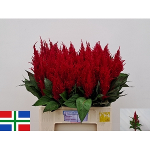 CEL P CENT ROOD
