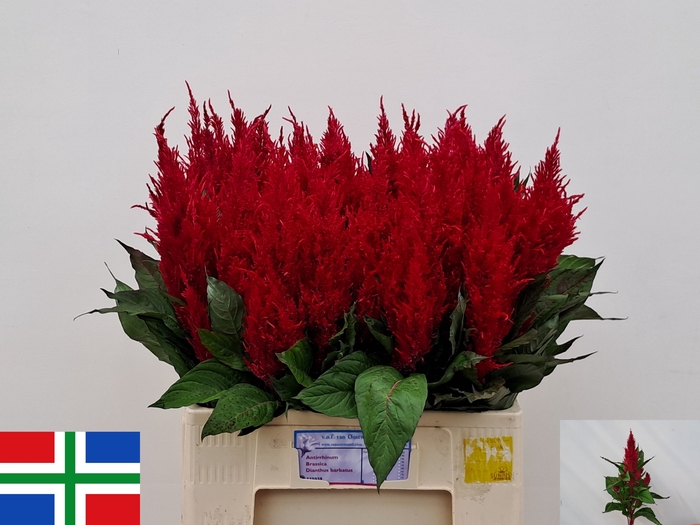 <h4>CEL P CENT ROOD</h4>