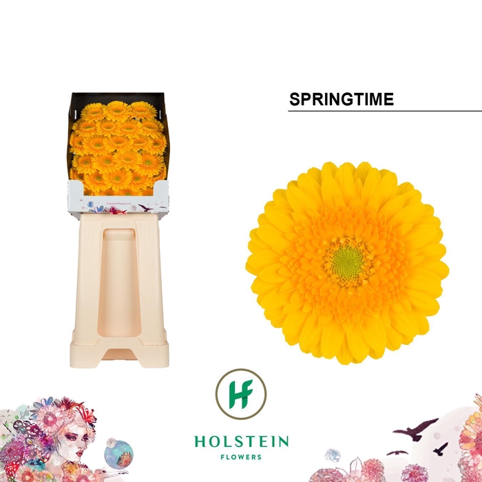 <h4>Ge Mi Springtime</h4>