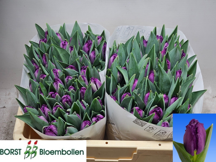 <h4>TU FR SAN CLEMENTE</h4>