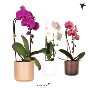 Kolibri Orchids Phalaenopsis Cascade Niagara Fall mix 1 spike in Simplicity pot gold mix