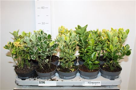 <h4>Euonymus Jap Gem</h4>