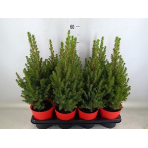 Picea glauca 'Perfecta'