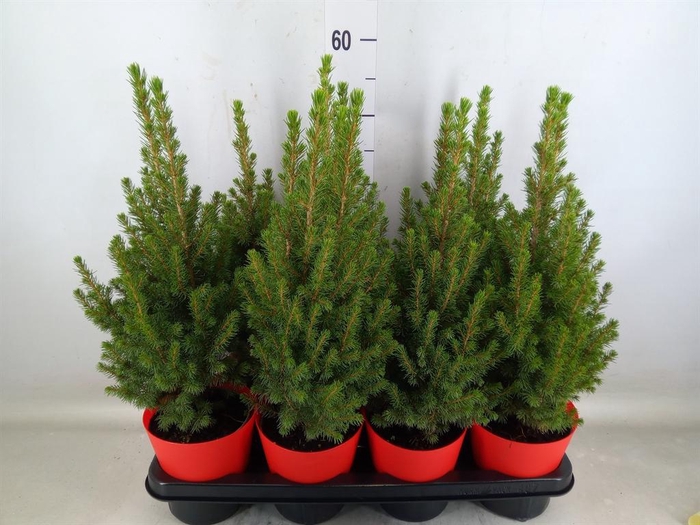 <h4>Picea glauca 'Perfecta'</h4>
