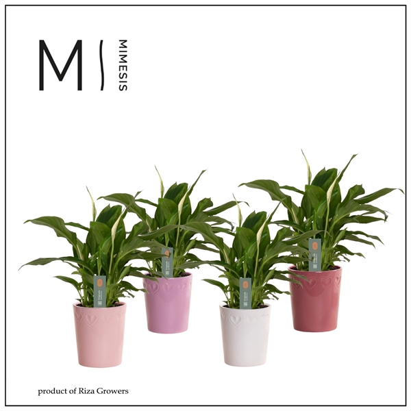 <h4>Mimeis Spathiphyllum Chopin - 9 cm in Nienke - Luxury World</h4>