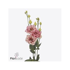 Lisianthus do corelli coral