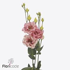 <h4>Lisianthus do corelli coral</h4>