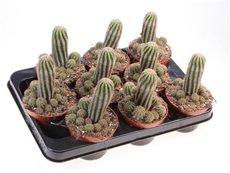 <h4>Cactus Chamaelobivia Paolina</h4>