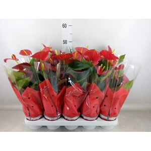 Anthurium andr. 'Esudo'