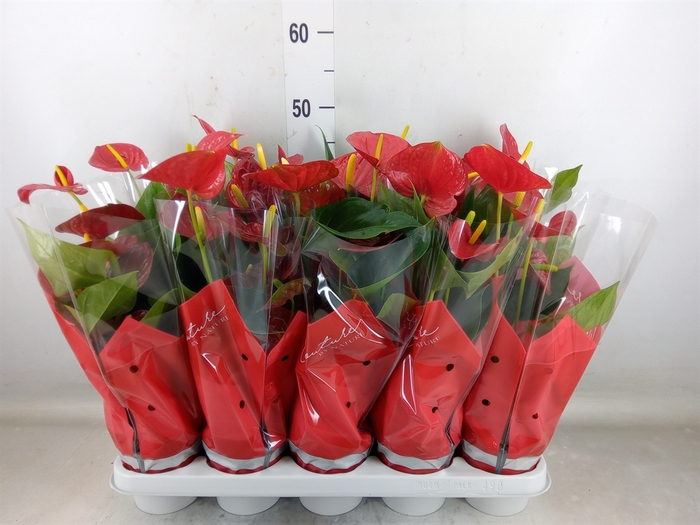 <h4>Anthurium andr. 'Esudo'</h4>