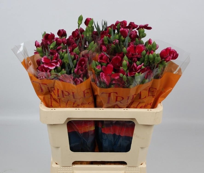 <h4>DI TE SOLOMIO SEM</h4>