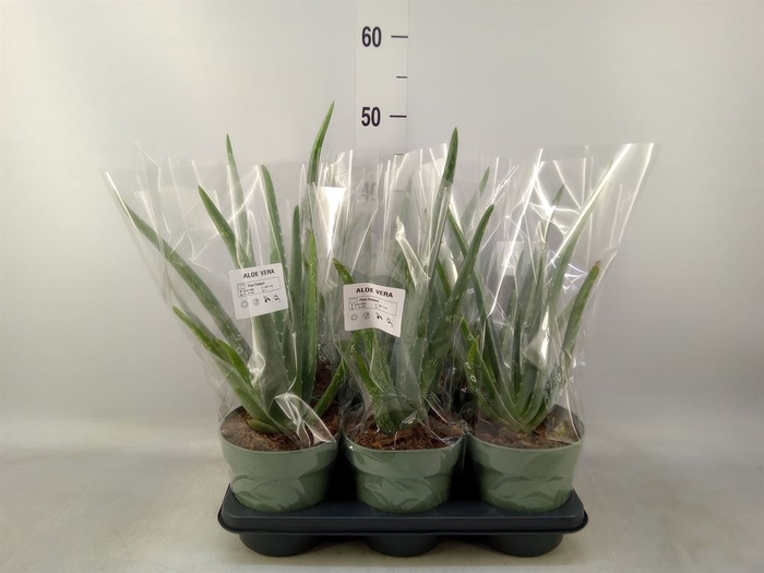 <h4>Aloe vera</h4>