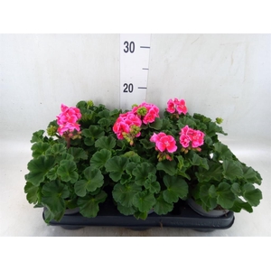 Pelargonium zona.   ...F1