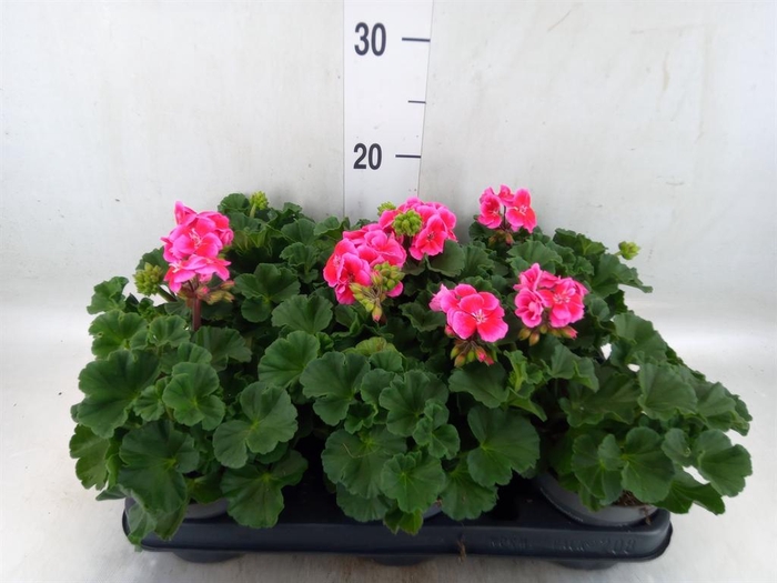 <h4>Pelargonium zona.   ...F1</h4>
