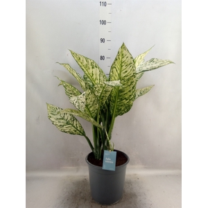 Aglaonema   ...