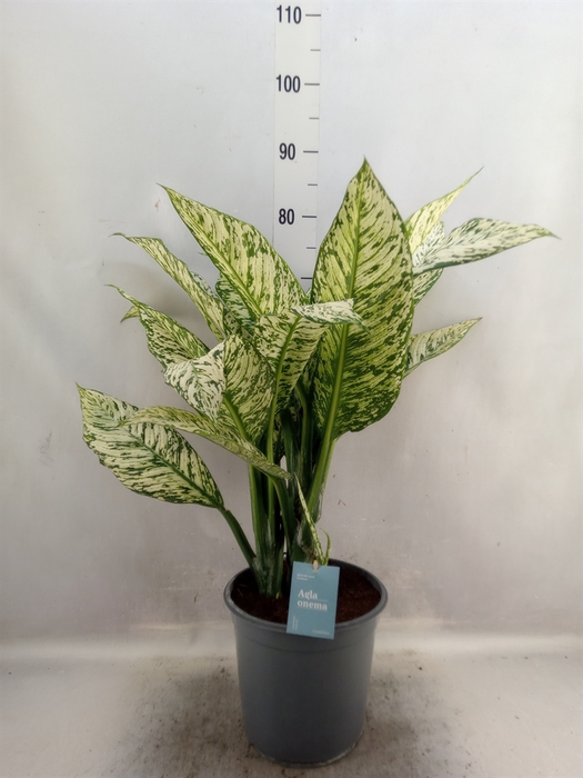 <h4>Aglaonema   ...</h4>