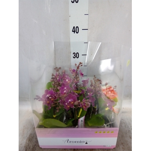 Phalaenopsis multi.   ...lilac