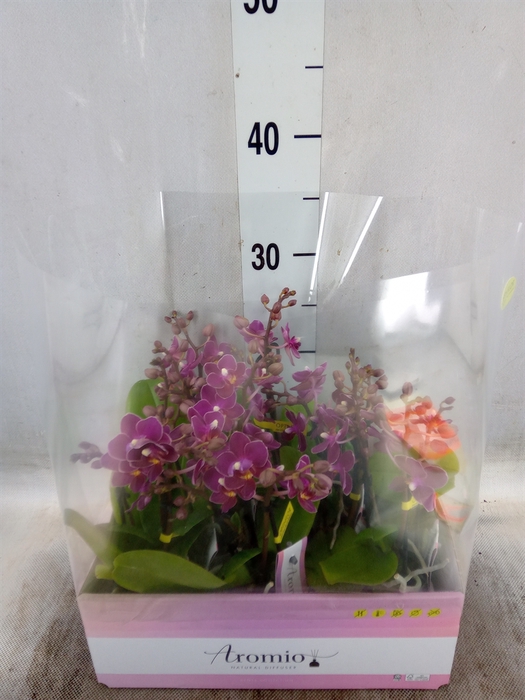 <h4>Phalaenopsis multi.   ...lilac</h4>