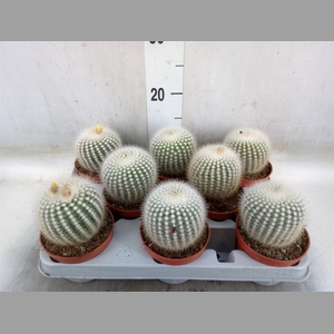 Parodia scopa