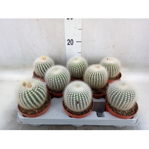 Parodia scopa