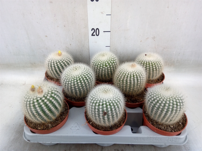 <h4>Parodia scopa</h4>