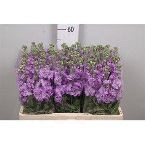 Matth Mathilda Laven