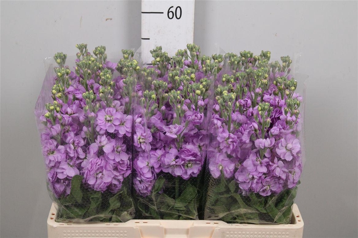 <h4>Matth Mathilda Laven</h4>