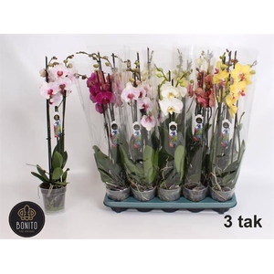 Phal Gem 5 Kl