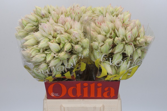 <h4>Blushing Bride 4/6 Flowers</h4>