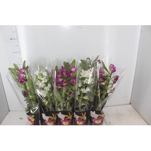 DENDROBIUM P12 PREMIUM