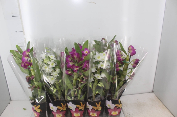 <h4>DENDROBIUM P12 PREMIUM</h4>