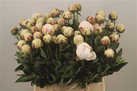 <h4>Paeo L Odile Extra</h4>