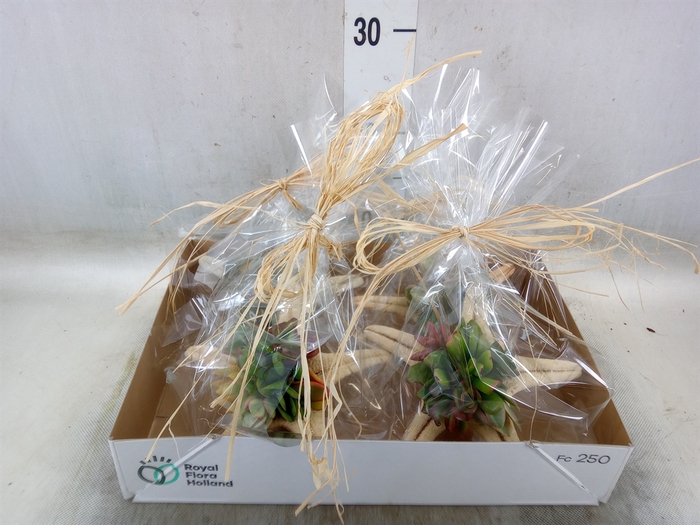 <h4>Planten  ..in schelp L%</h4>
