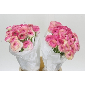 Ranunculus Clooney Felicitade Dark