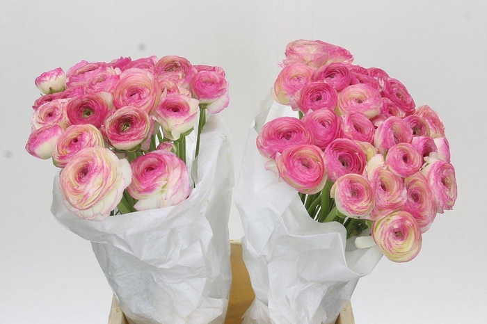 <h4>Ranunculus Clooney Felicitade Dark</h4>