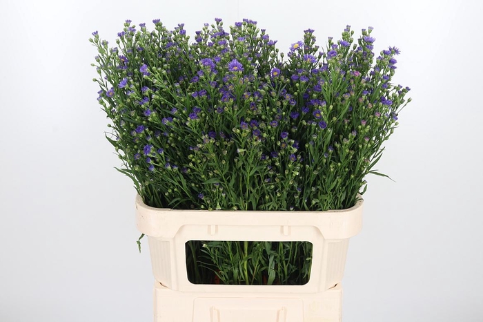 <h4>Aster Casamare</h4>