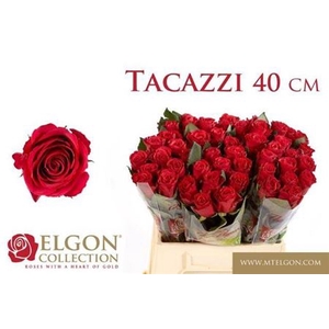 Rosa grootbloemig Tacazzi+